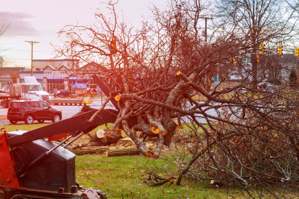 How Our Tree Care Process Works  in  Sweetser, IN