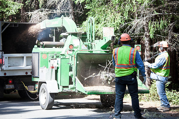 Best Tree Mulching  in Sweetser, IN